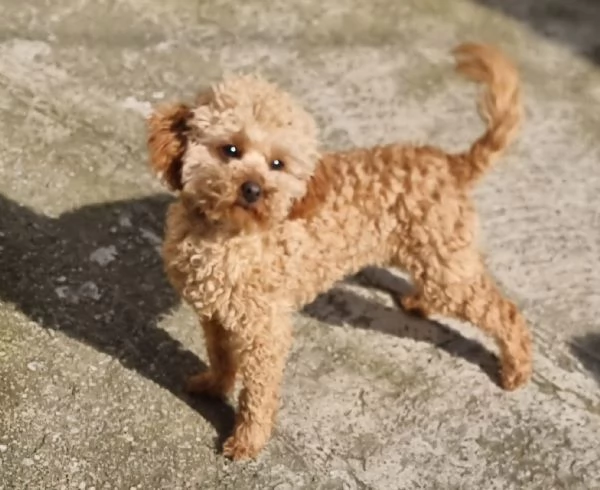 2 Barboncini Toy, 1 maschio & 1 femmina disponibili subito | Foto 0