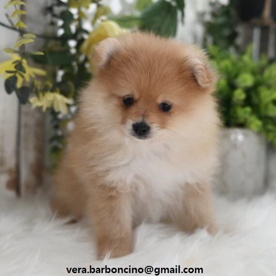  POMERANIA CUCCIOLI (MASCHIO E FEMMINA) bellissimi cuccioli di Pomerania, maschio e femmina, si cons