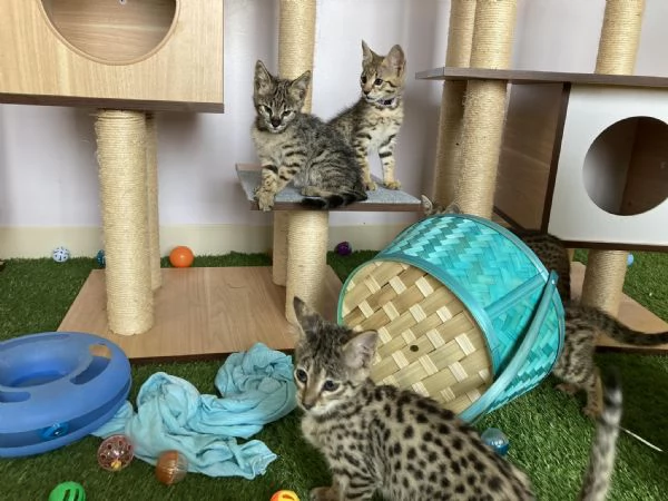 Disponibili bellissimi gattini Savannah | Foto 4