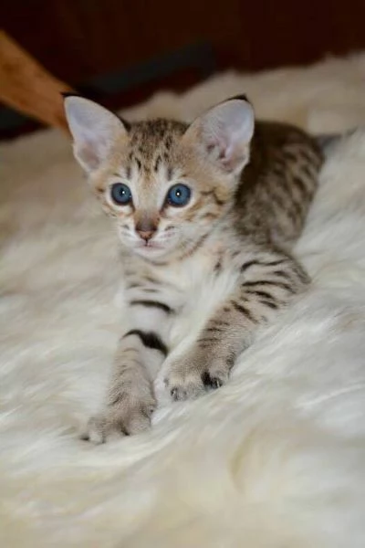 Disponibili bellissimi gattini Savannah