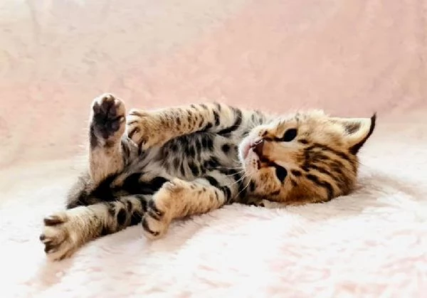  Disponibili bellissimi gattini Savannah F5