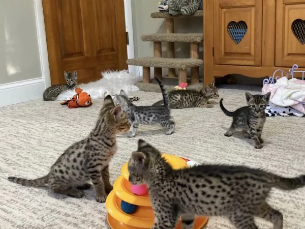  Disponibili bellissimi gattini Savannah F5 | Foto 6