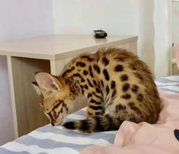  Disponibili bellissimi gattini Savannah F5 | Foto 3