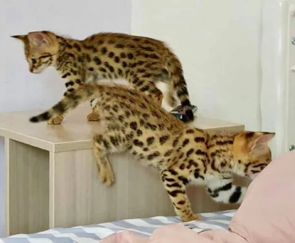 Disponibili bellissimi gattini Savannah F5 | Foto 2