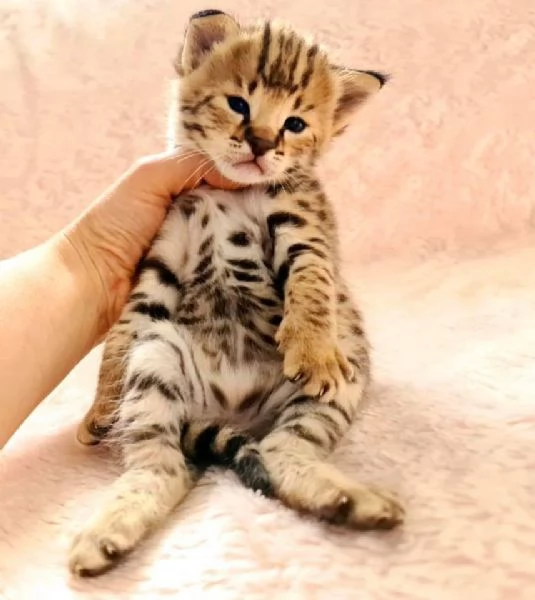  Disponibili bellissimi gattini Savannah F5 | Foto 1