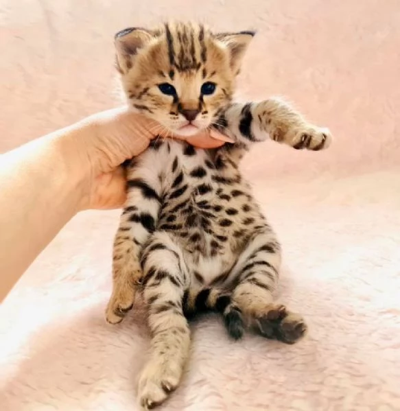  Disponibili bellissimi gattini Savannah F5 | Foto 0