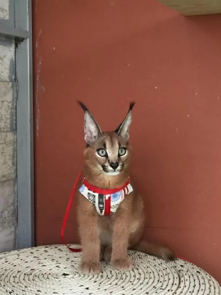 Magnifiques chatons Caracal disponibles  | Foto 6