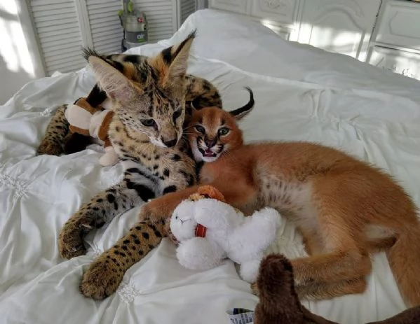 Magnifiques chatons Caracal disponibles  | Foto 4