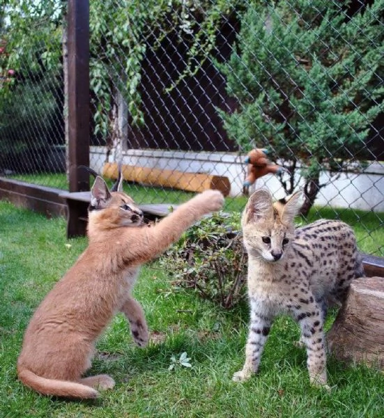 Magnifiques chatons Caracal disponibles  | Foto 3