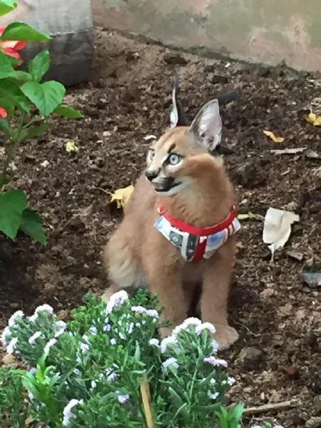 Magnifiques chatons Caracal disponibles  | Foto 2