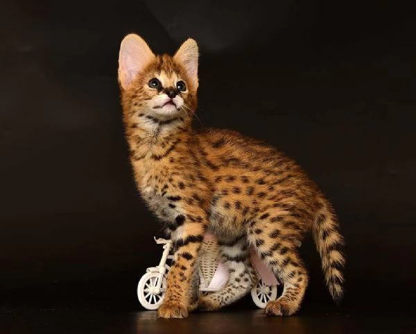 Disponibili bellissimi cuccioli di serval | Foto 5