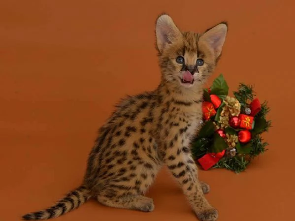 Disponibili bellissimi cuccioli di serval | Foto 2