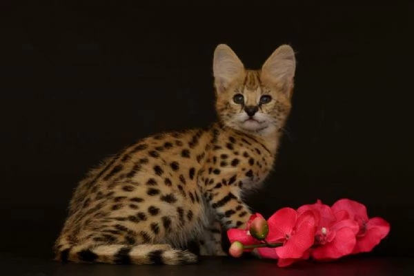 Disponibili bellissimi cuccioli di serval | Foto 0