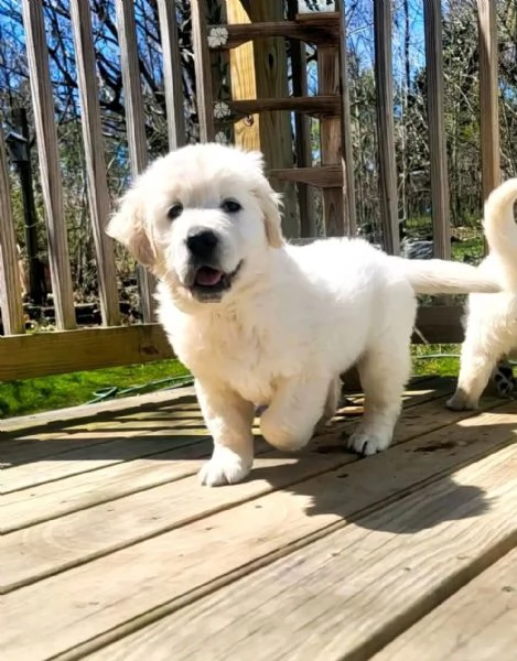 Due cuccioli maschietti di Golden retriever