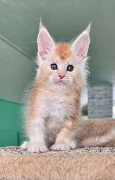 Gattini Maine Coon-Amorevoli e Giocherelloni!