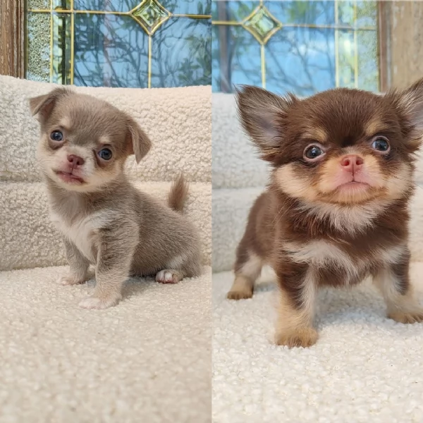 ?Cuccioli di Chihuahua di razza pura. ?