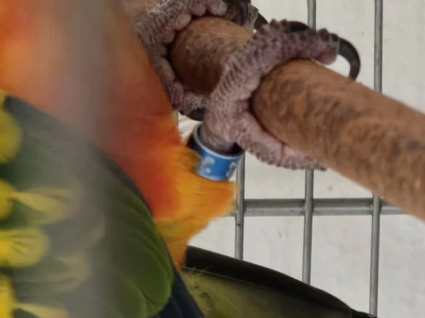 Paguro del sole | Foto 1