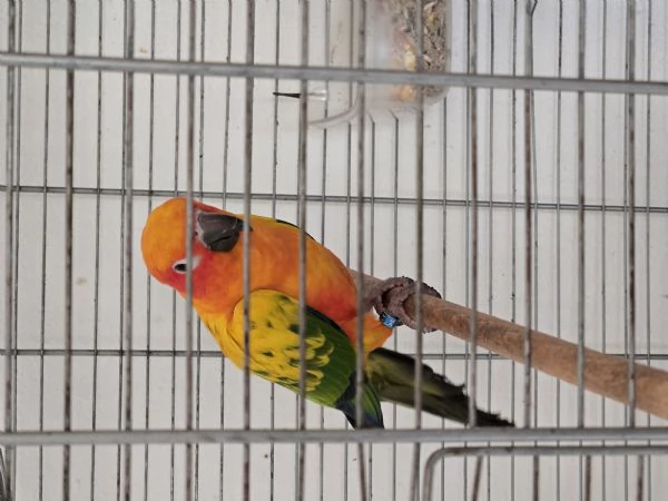 Paguro del sole | Foto 0