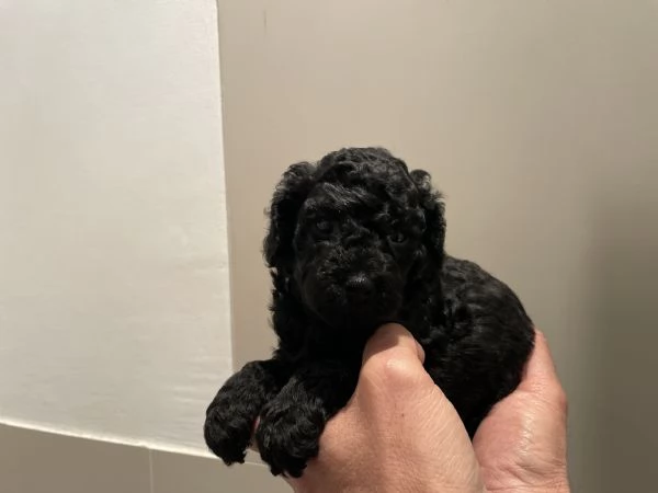 3 adorabili cuccioli di barboncino toy cercano casa | Foto 3