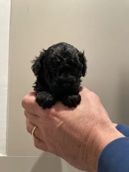 3 adorabili cuccioli di barboncino toy cercano casa | Foto 2