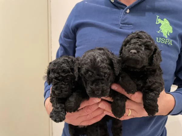 3 adorabili cuccioli di barboncino toy cercano casa