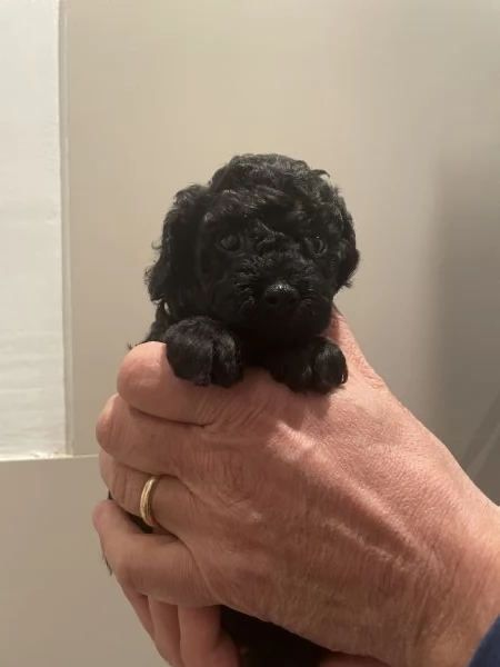 3 adorabili cuccioli di barboncino toy cercano casa | Foto 0