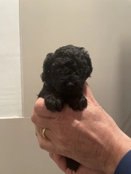 3 adorabili cuccioli di barboncino nero cercano casa | Foto 0