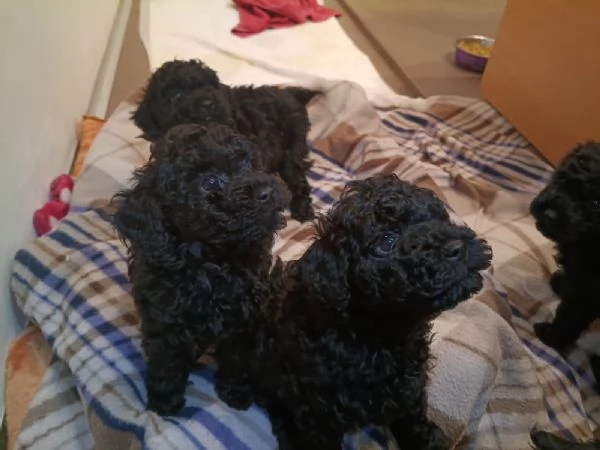 cuccioli di barboncino toy 