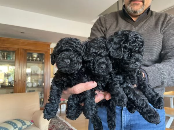 cuccioli di barboncino toy  | Foto 6