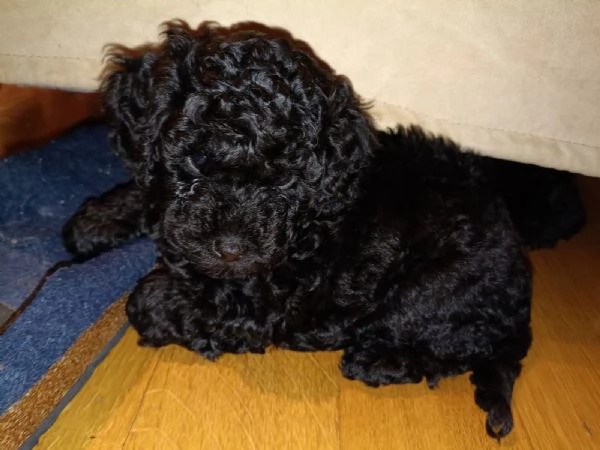 cuccioli di barboncino toy  | Foto 5