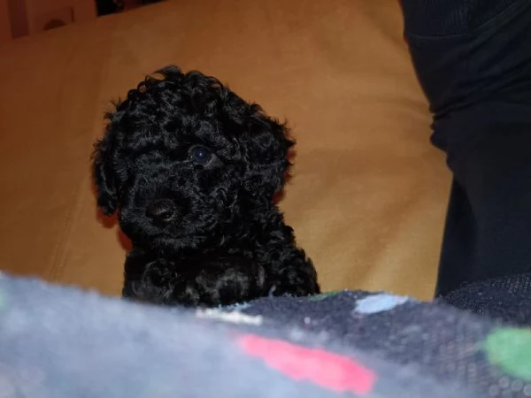 cuccioli di barboncino toy  | Foto 3