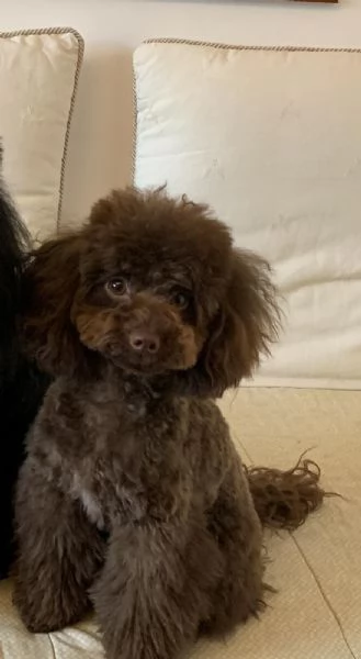 cuccioli di barboncino toy  | Foto 0