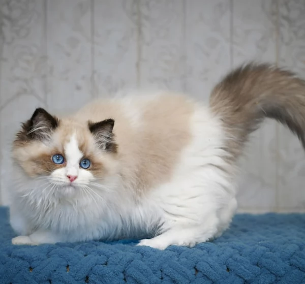Gattini di Ragdoll con pedigree