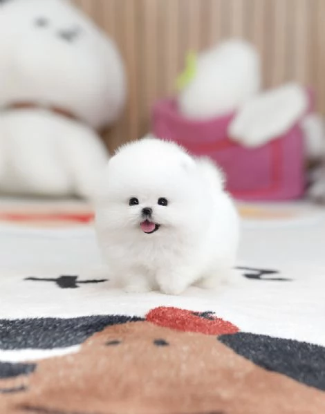 Bellissimi cuccioli di Pomerania Toy pronti per l'adozione | Foto 2