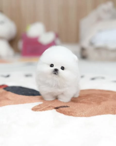 Bellissimi cuccioli di Pomerania Toy pronti per l'adozione | Foto 1