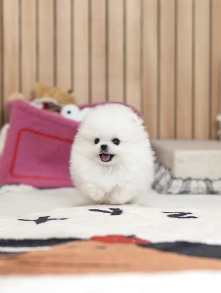 Bellissimi cuccioli di Pomerania Toy pronti per l'adozione