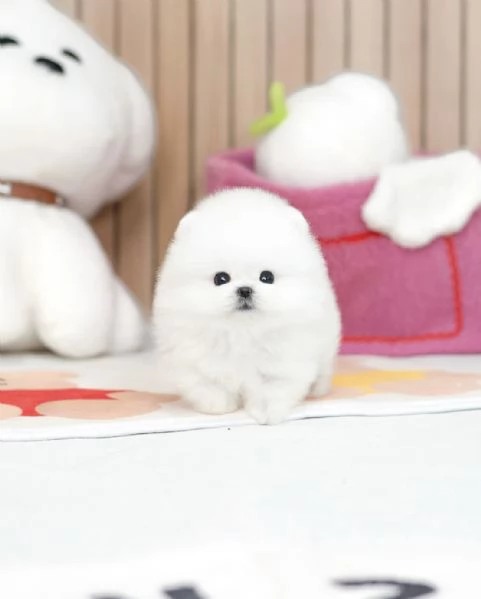 Bellissimi cuccioli di Pomerania Toy pronti per l'adozione | Foto 0