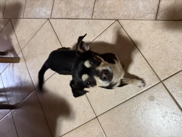 Pincer chihuahua maschio in adozione  | Foto 3