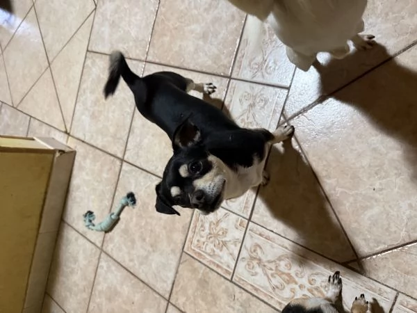 Pincer chihuahua maschio in adozione  | Foto 2