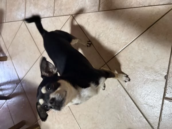 Pincer chihuahua maschio in adozione  | Foto 1