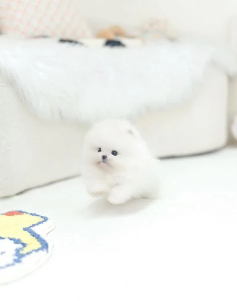 Cuccioli maschi e femmine di mini Pomerania Toy con viso morbido e soffice