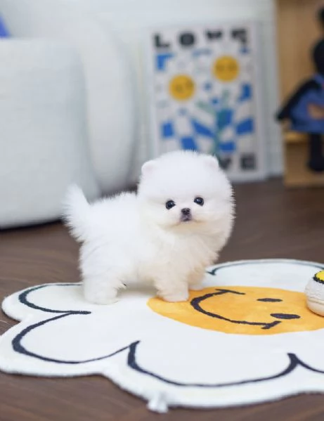 Cuccioli maschi e femmine di mini Pomerania Toy con viso morbido e soffice | Foto 4