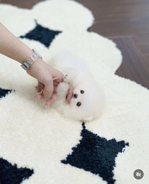 Cuccioli maschi e femmine di mini Pomerania Toy con viso morbido e soffice | Foto 3