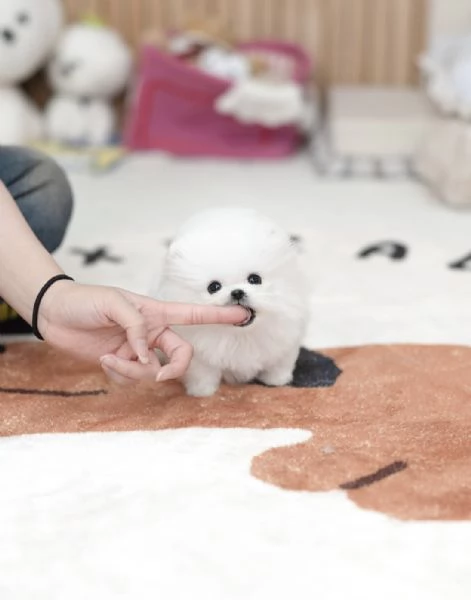 Cuccioli maschi e femmine di mini Pomerania Toy con viso morbido e soffice | Foto 2