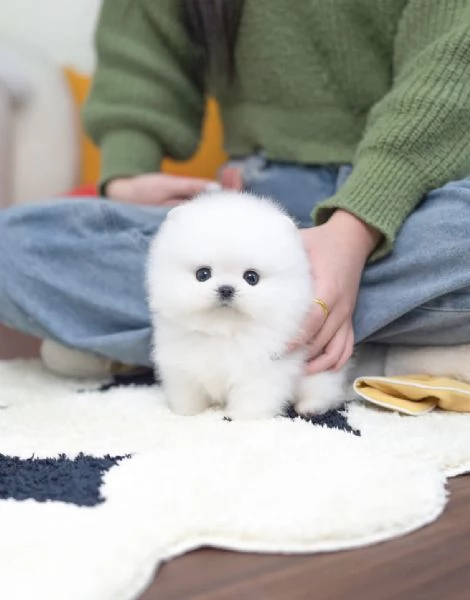 Cuccioli maschi e femmine di mini Pomerania Toy con viso morbido e soffice | Foto 1