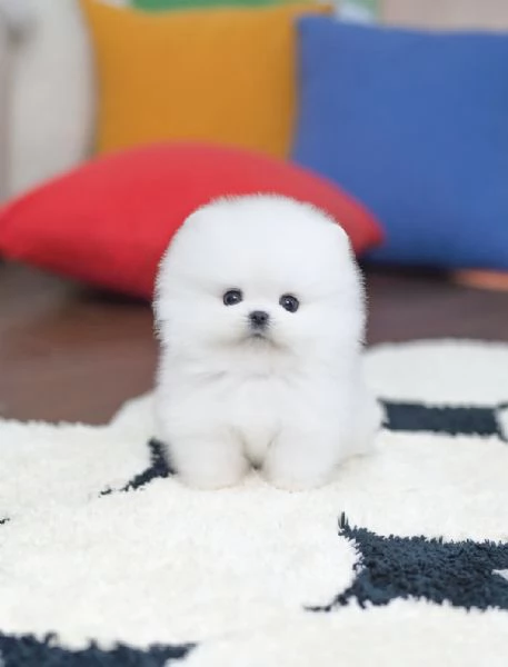 Cuccioli maschi e femmine di mini Pomerania Toy con viso morbido e soffice | Foto 0