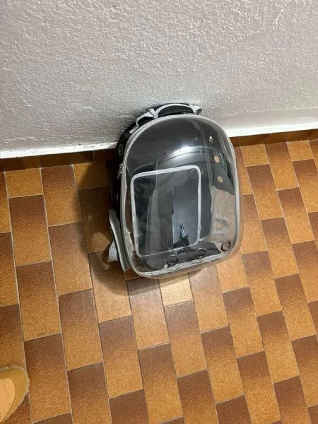 Gatto cerca casa  | Foto 4