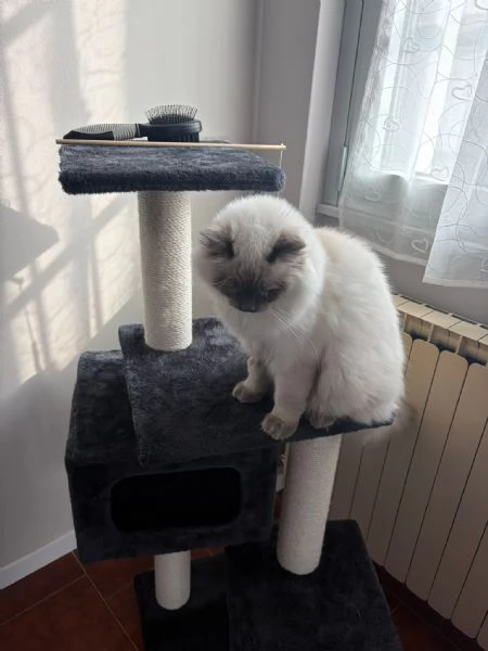 Gatto cerca casa  | Foto 1