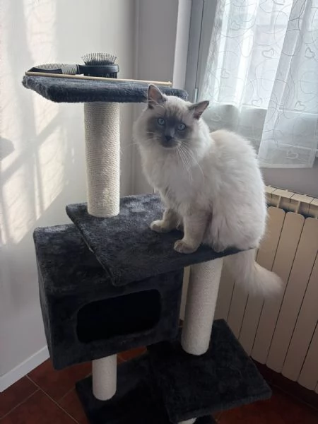 Gatto cerca casa  | Foto 0