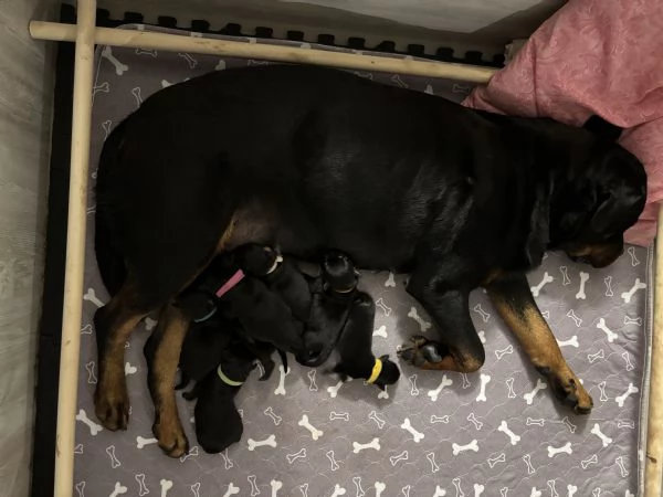 Cuccioli Rottweiler con pedigree  | Foto 6